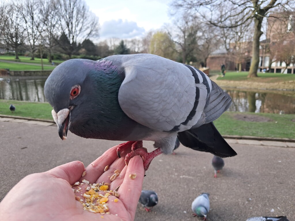 Day 79/366. Feeding a feathered friend.  by fairynormal