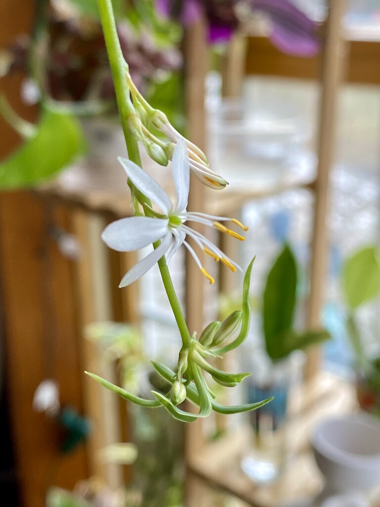 Flower on my spider plant by mtb24
