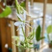Flower on my spider plant by mtb24