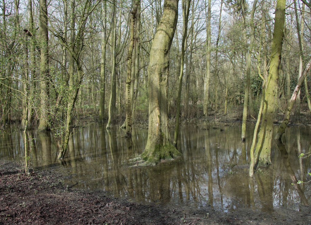 Swampy by busylady