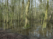 19th Mar 2024 - Swampy