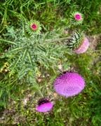 18th Mar 2024 - Blooming Thistle 
