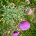 Blooming Thistle  by dkellogg