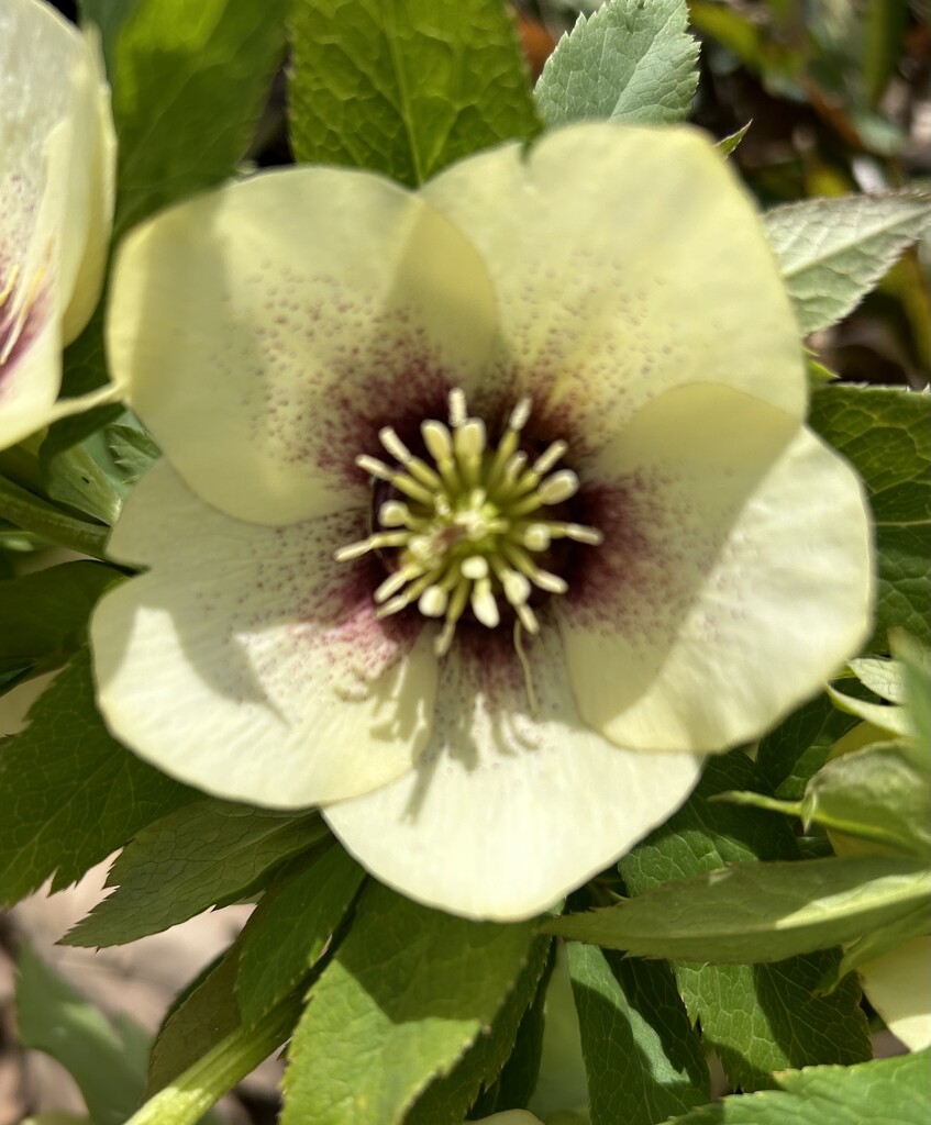 Hellebore by dolores