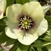 Hellebore by dolores