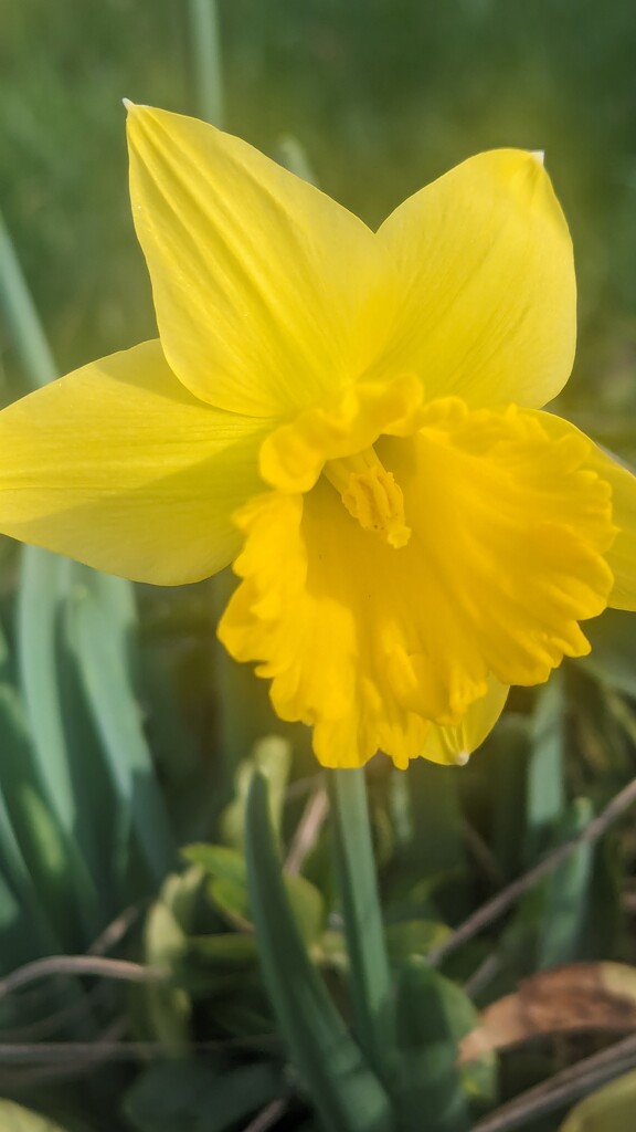 Spring has Sprung by photogypsy