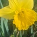 Spring has Sprung by photogypsy