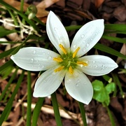 20th Mar 2024 -  A Pretty White Flower ~