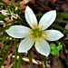  A Pretty White Flower ~ by happysnaps