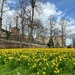 A host of golden Daffodils by anncooke76