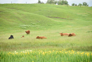 14th Mar 2024 - A Montana Pastoral Scene from June 2023