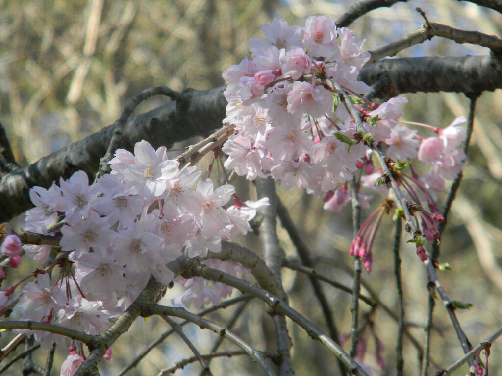 Cherry Blossoms  by sfeldphotos