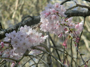 19th Mar 2024 - Cherry Blossoms 