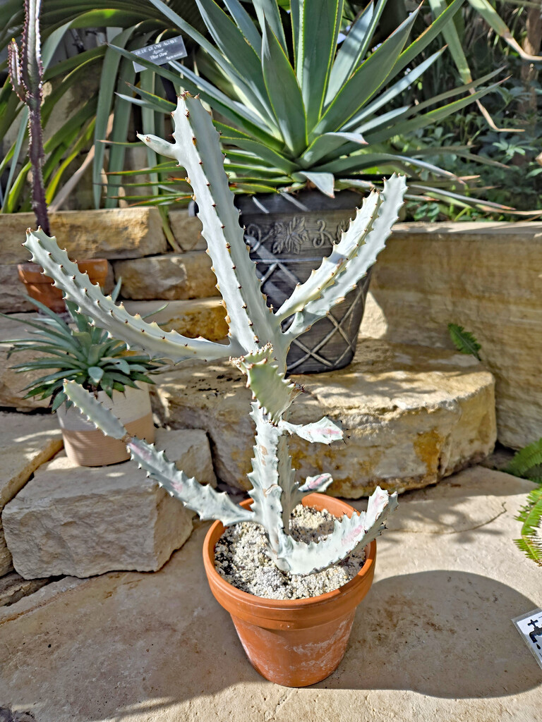 Euphorbia by larrysphotos