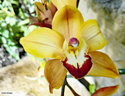 19th Mar 2024 - Orchid in the conservatory