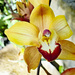 Orchid in the conservatory by larrysphotos