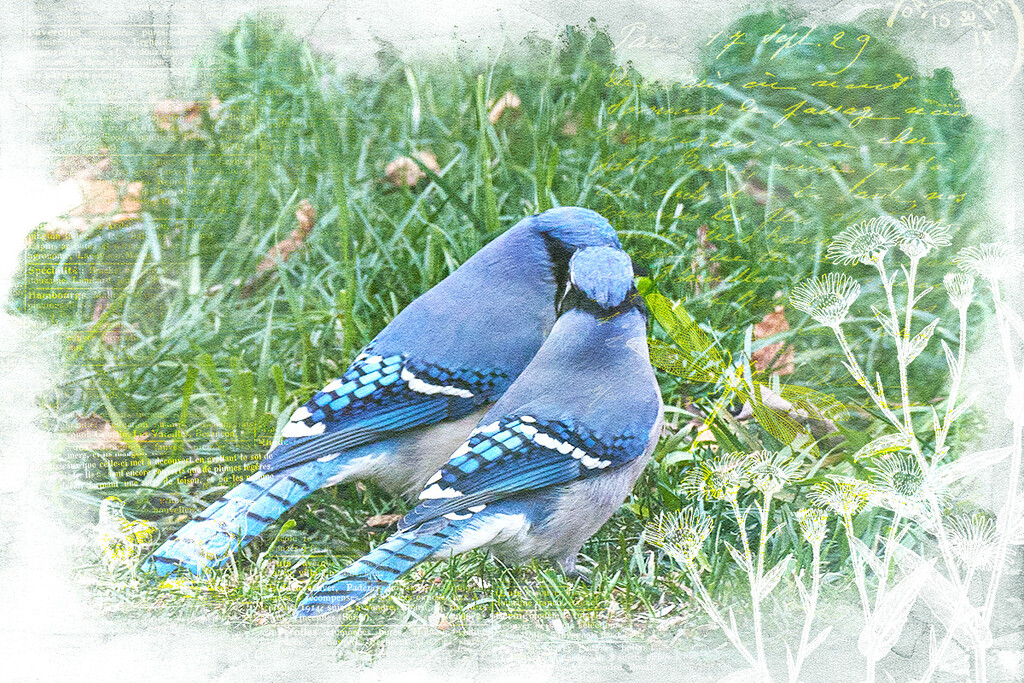 Love Birds? by gardencat