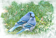 19th Mar 2024 - Love Birds?