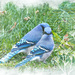 Love Birds? by gardencat