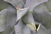 19th Mar 2024 - Butterfly Agave