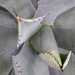 Butterfly Agave by pdulis