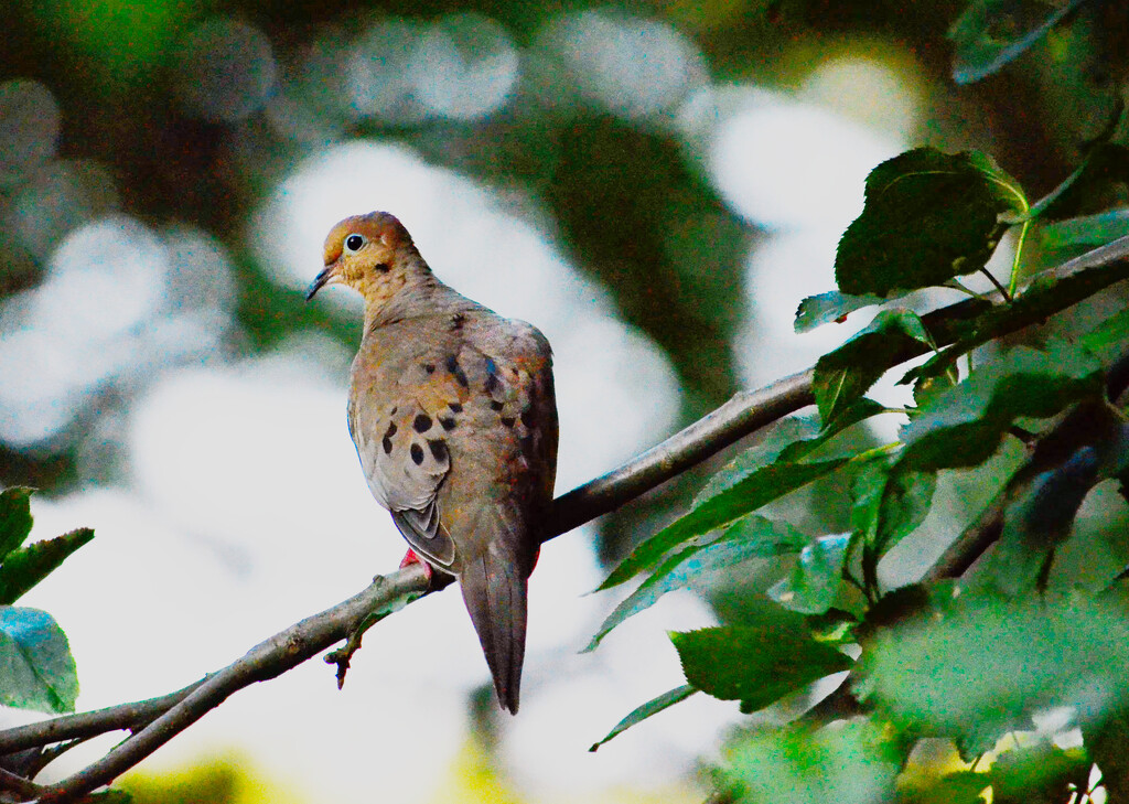 Mourning Dove by pej76