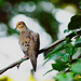 Mourning Dove by pej76