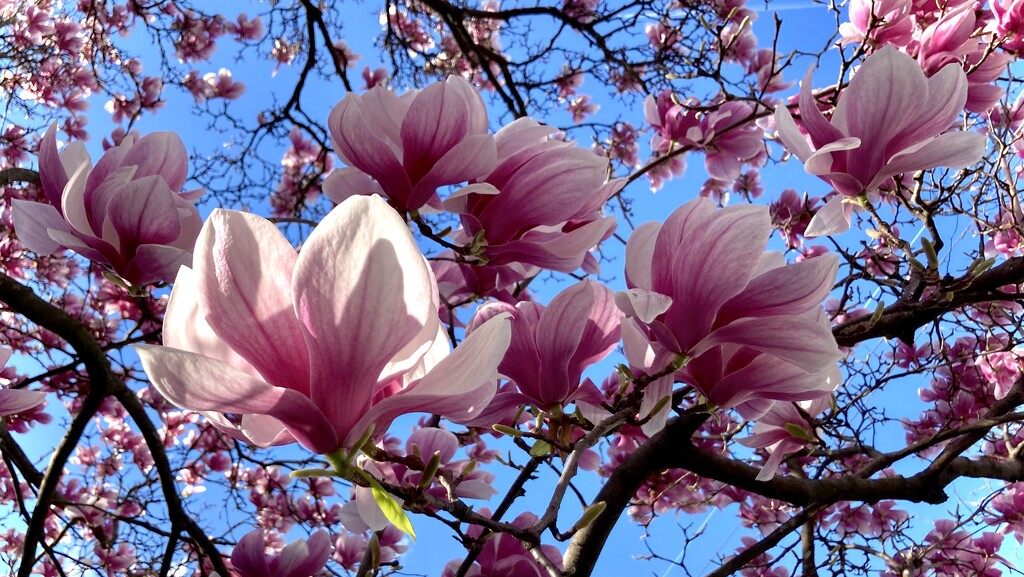 Magnolia blooms by jgcapizzi