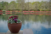 18th Mar 2024 - Shangri-La Botanical Gardens, Orange, Texas