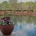 Shangri-La Botanical Gardens, Orange, Texas by eudora