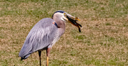19th Mar 2024 - Blue Heron With It's Snack!