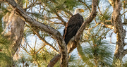 19th Mar 2024 - Bald Eagle in the Nest Tree!