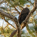 Bald Eagle in the Nest Tree! by rickster549
