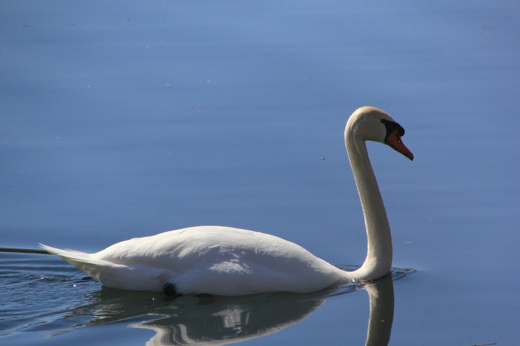 A spring swan by pirish