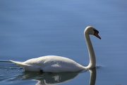 19th Mar 2024 - A spring swan
