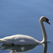 A spring swan by pirish