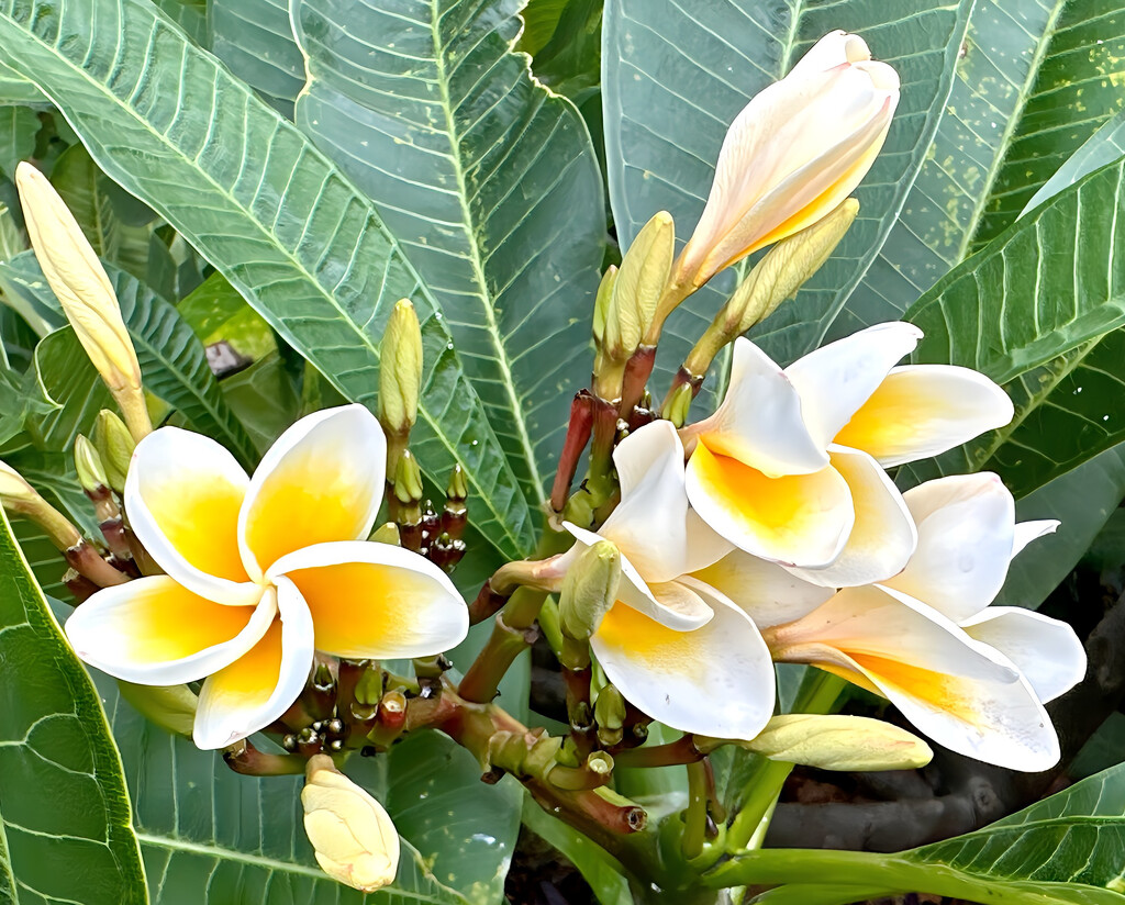 My beautiful frangipani by deidre