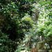 Australian Botanic Garden 3 by deidre