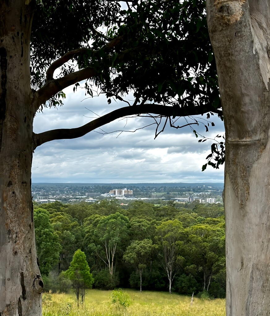 Australian Botanic Garden 5 by deidre