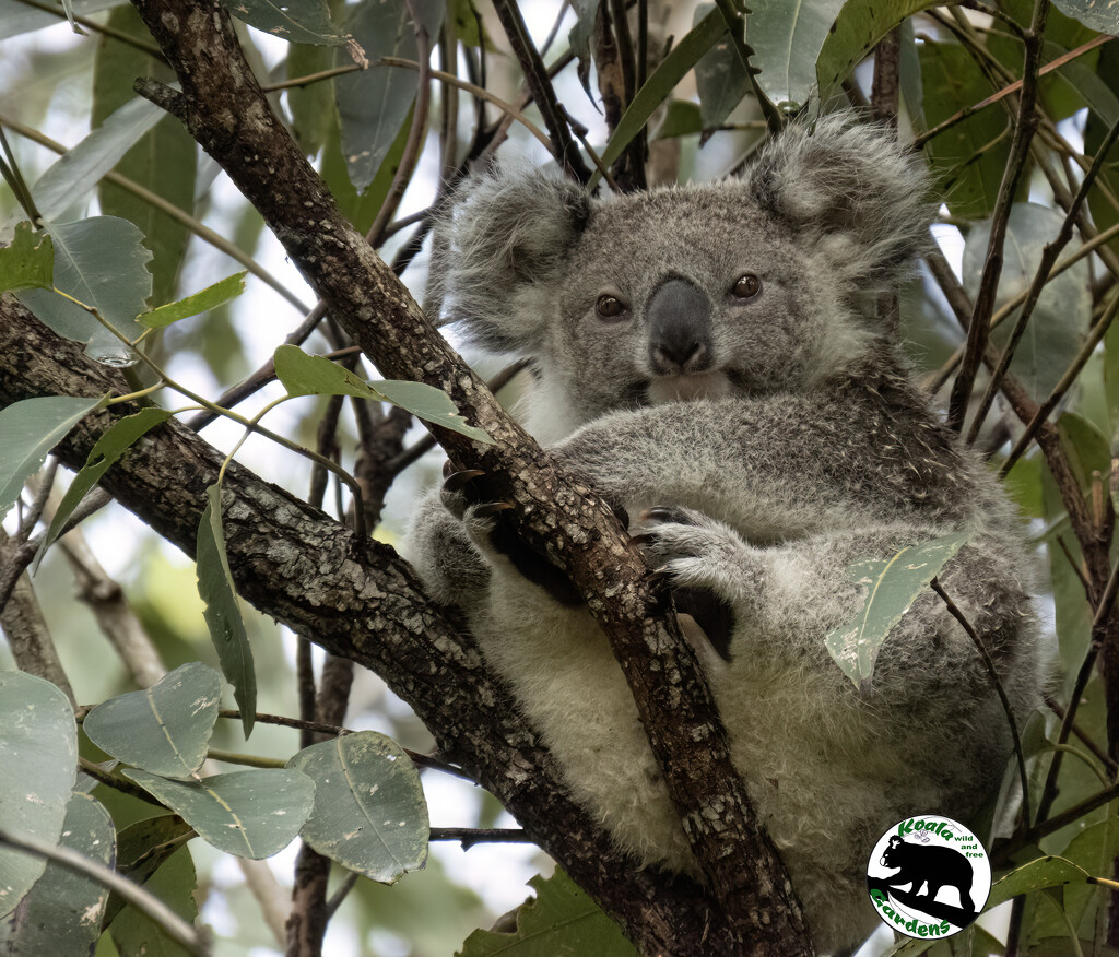Ellie's delight by koalagardens