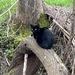 Black cat by lexy_wat
