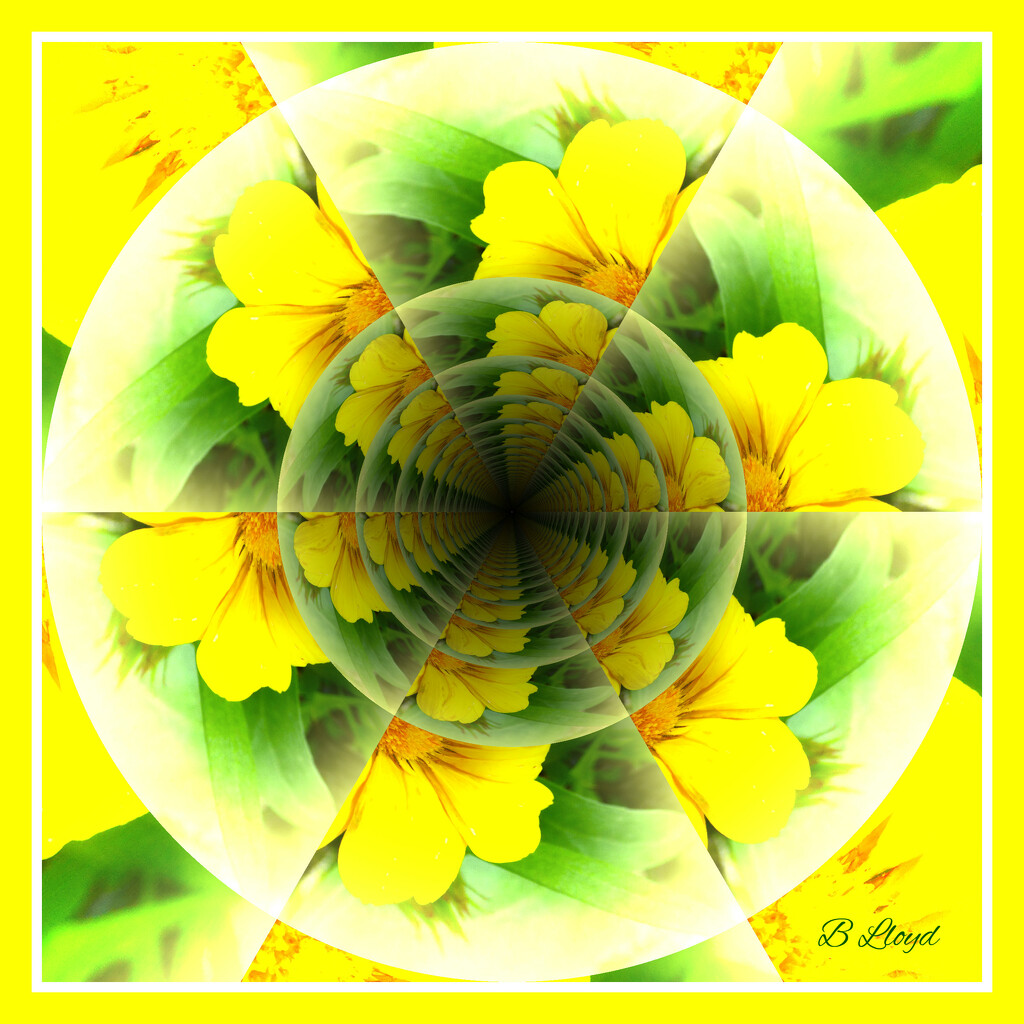 Marigold- pattern   by beryl