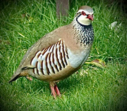 20th Mar 2024 - Red-legged Partridge