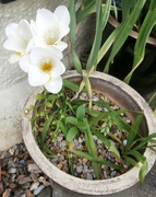 20th Mar 2024 - First Freesia of the year......