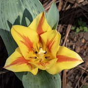 20th Mar 2024 - Tulips 7