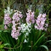 Hyacinths by arkensiel