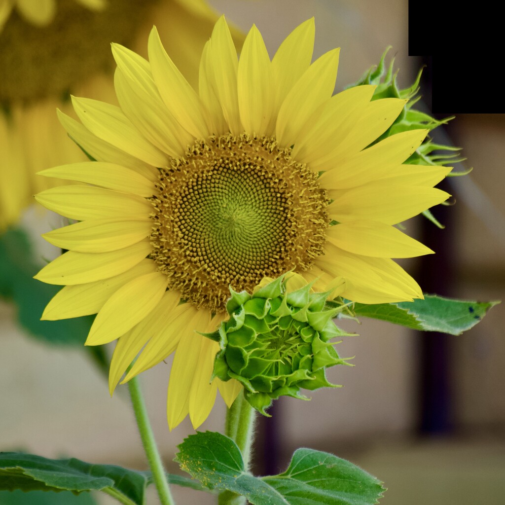 Sunshine In A Flower PC043264 by merrelyn