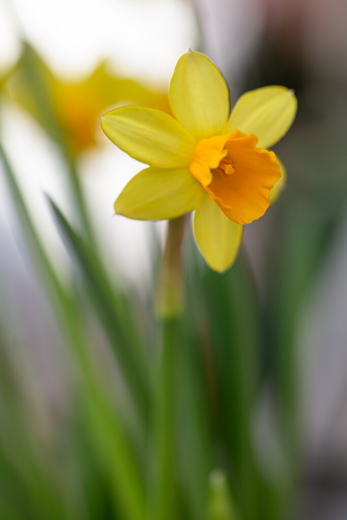 Narcissus by feedesforges