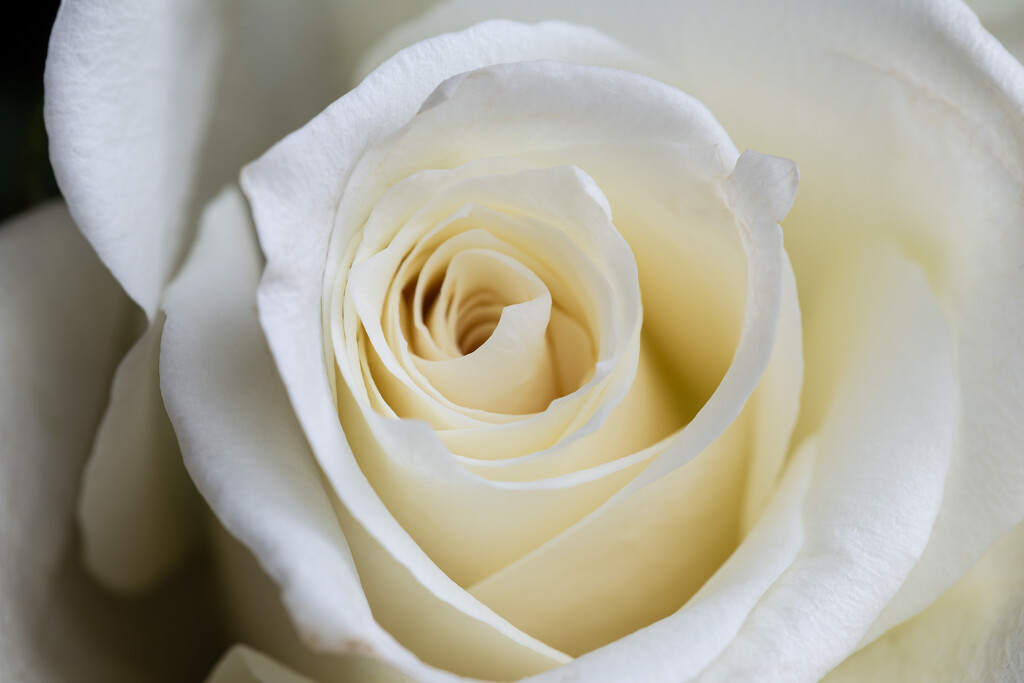 White rose by feedesforges