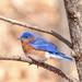 Eastern Bluebird by bobbic